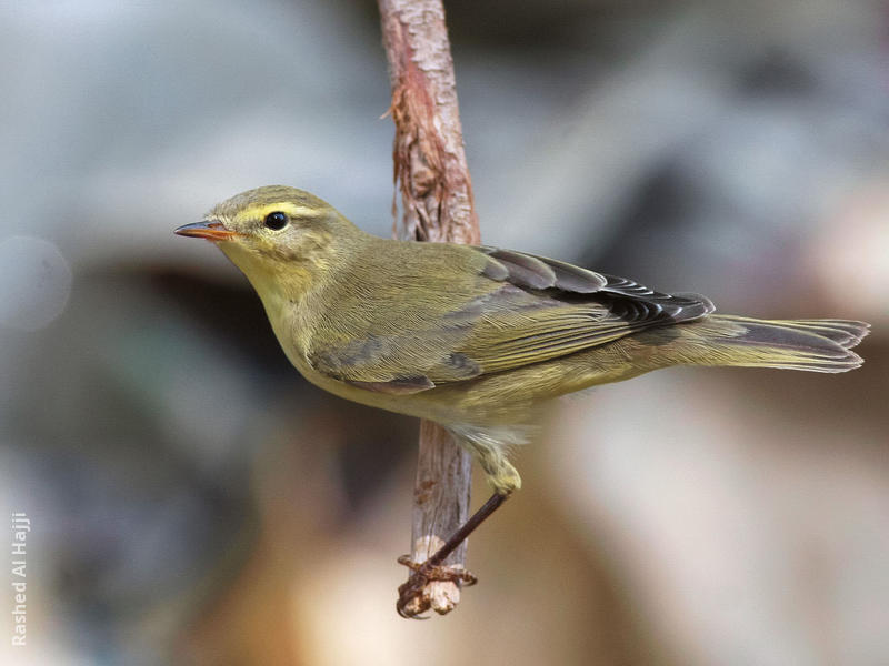 Willow Warbler