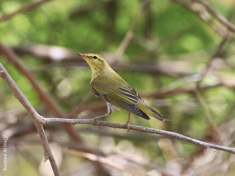 Wood Warbler