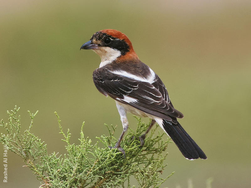 Woodchat Shrike (Male)