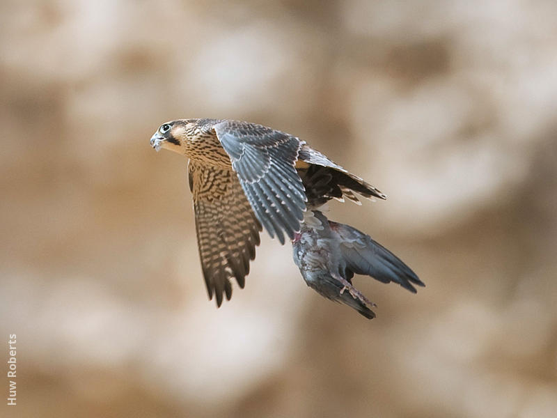 Barbary Falcon (Immature - UAE)