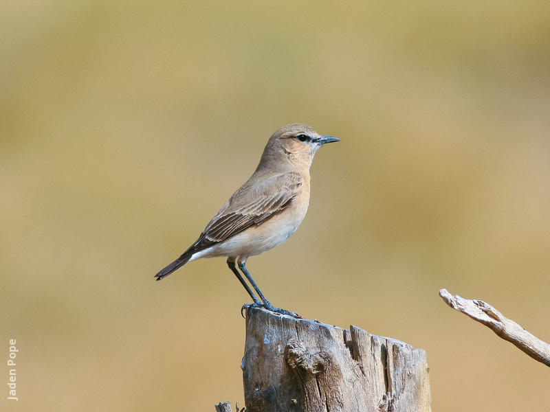 Isabelline Wheatear (Winter)
