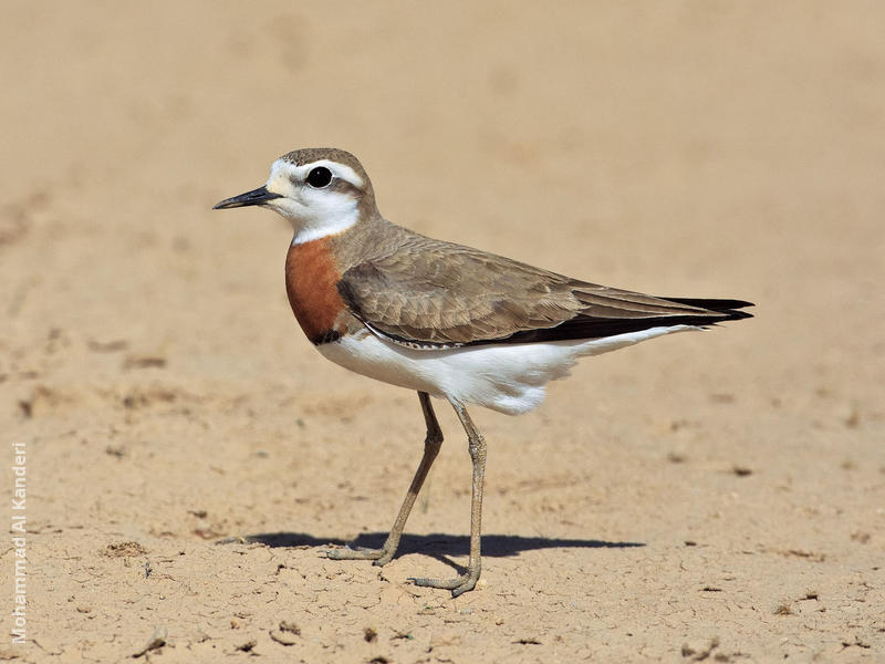 Caspian Plover (Breeding plumage)