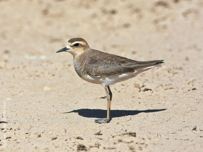 Caspian Plover (Female)