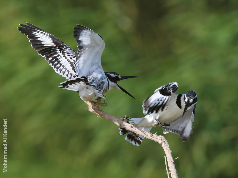 Pied Kingfisher