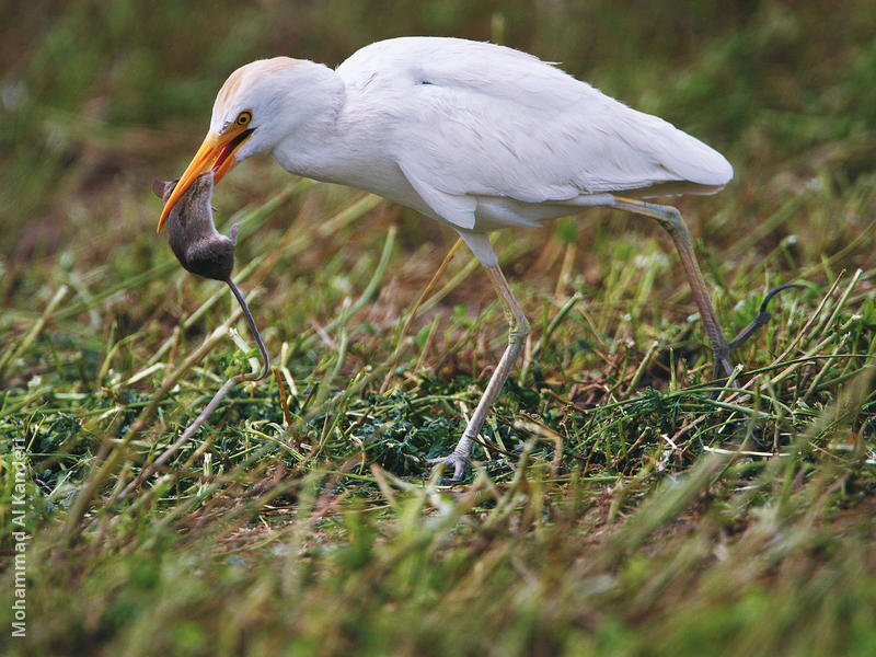 Western Cattle Egret (eating mouse)