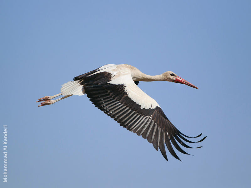 Western White Stork