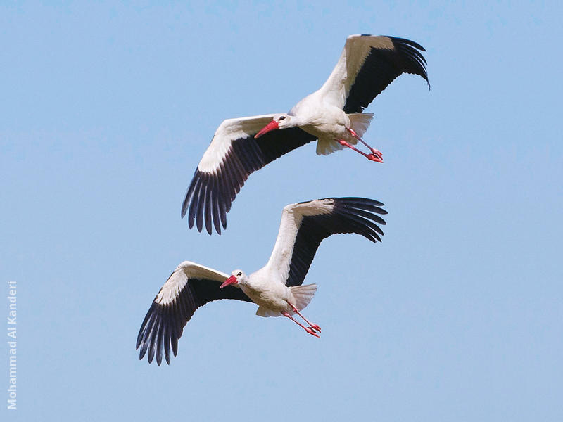 Western White Stork