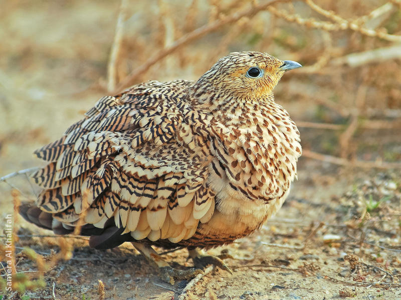 Chestnut-bellied Sandgrouse (Female)