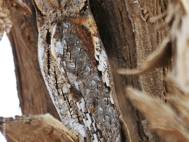 Eurasian Scops Owl