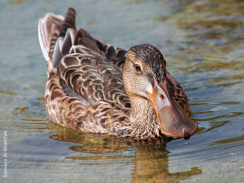 Northern Shoveler (Female)