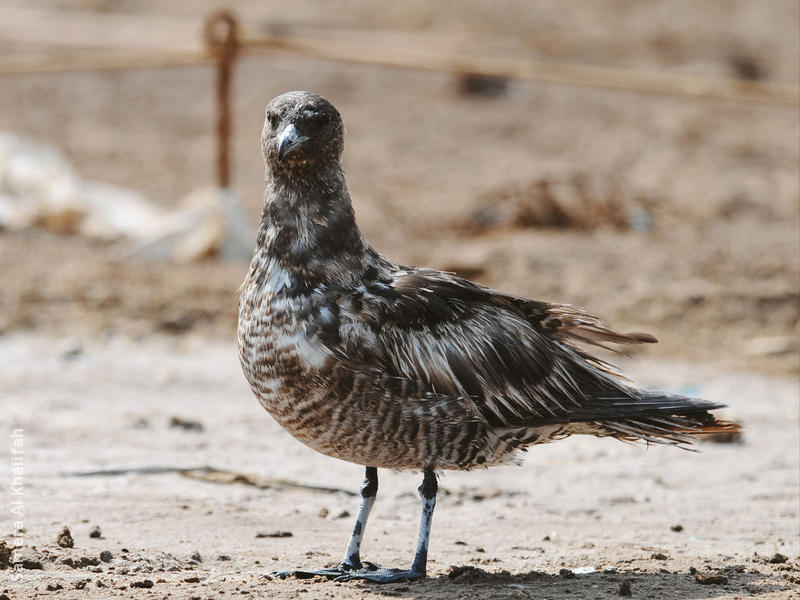 Pomarine Skua (Immature)