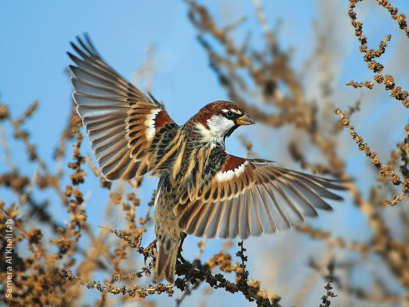 Spanish Sparrow (Male)