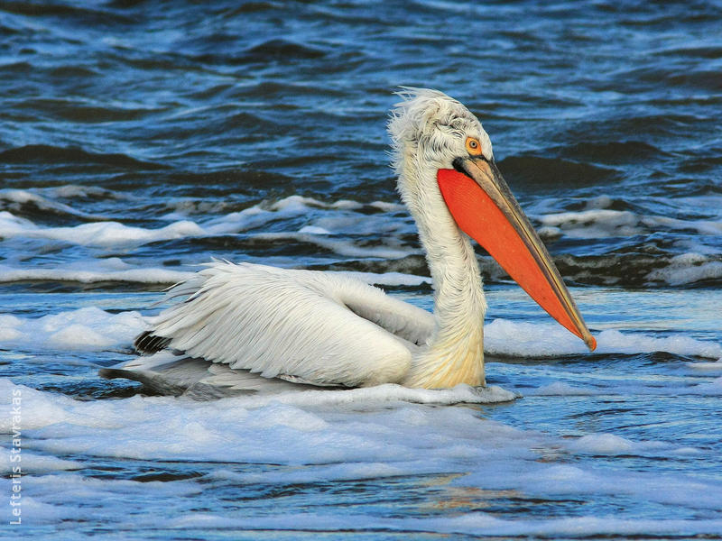 Dalmatian Pelican (Breeding plumage, GREECE)