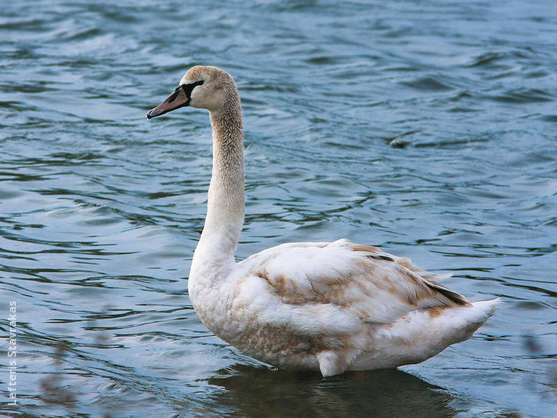 Mute Swan (Juvenile, GREECE)