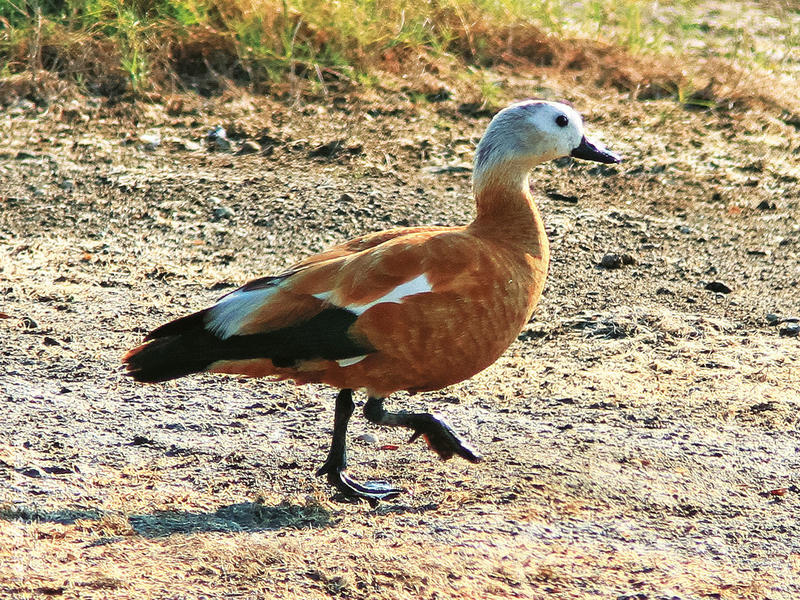 Ruddy Shelduck (Female, GREECE)