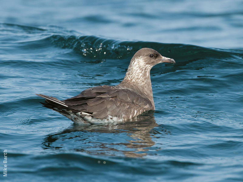 Arctic Skua (Immature, UAE)