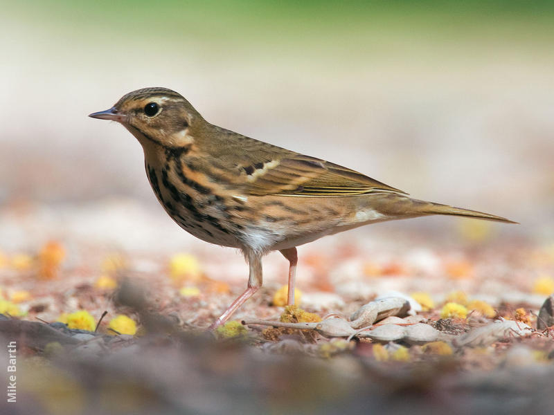 Olive-backed Pipit (UAE)