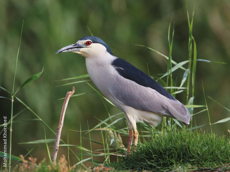 Black-crowned Night Heron