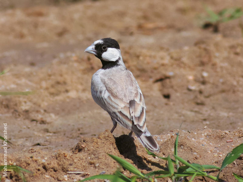 Black-crowned Sparrow-Lark (Male)