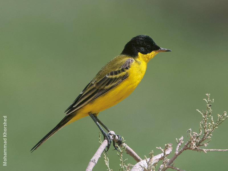 Black-headed Wagtail (Male)