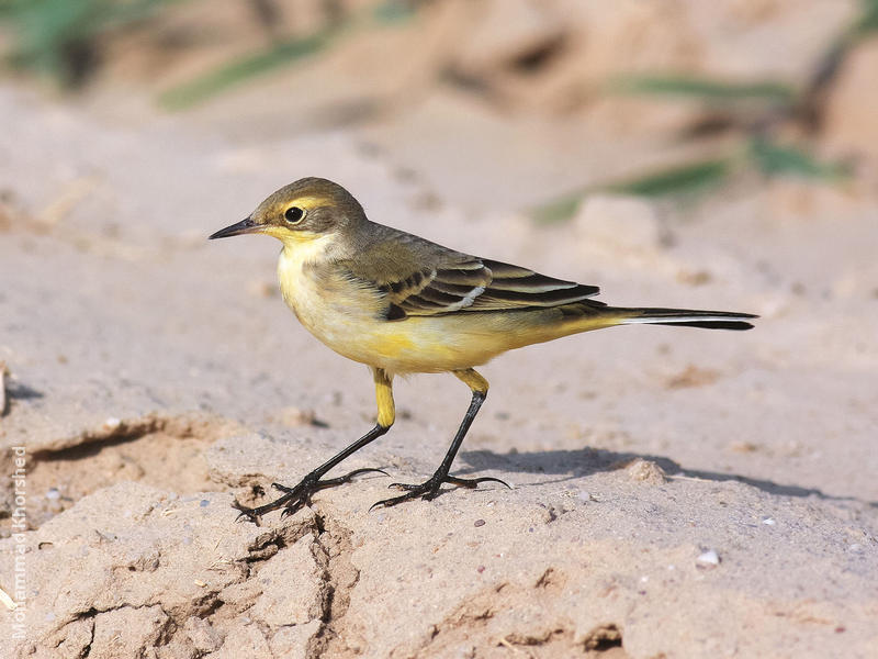 Blue-headed Wagtail (Female or immature)