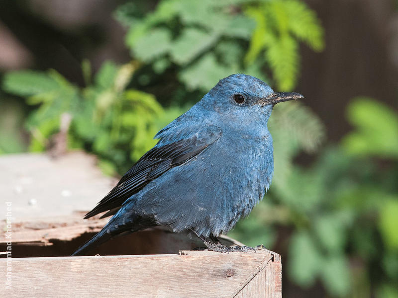 Blue Rock Thrush (Male)