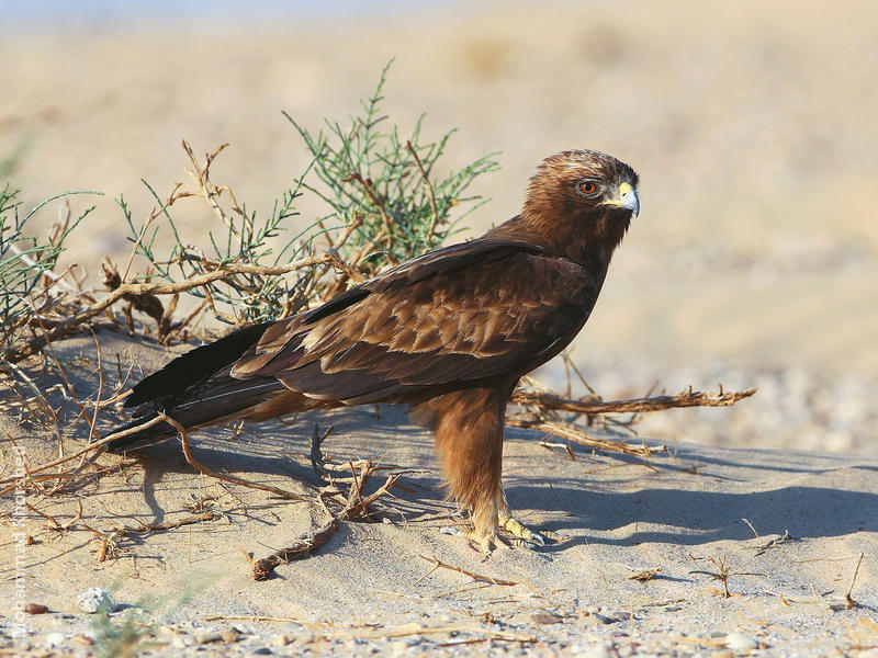 Booted Eagle (Dark morph)