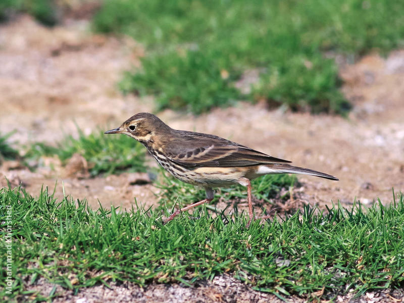 Buff-bellied Pipit