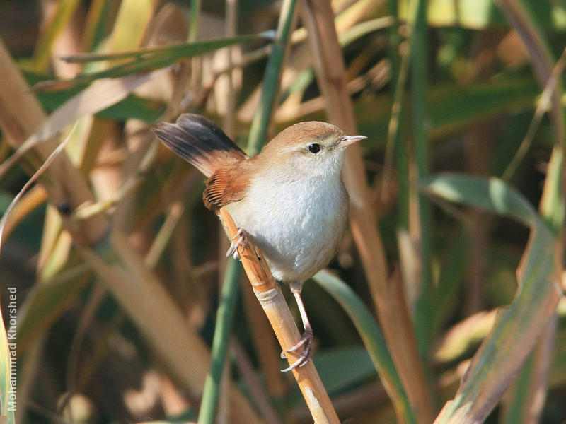 Cetti’s Warbler