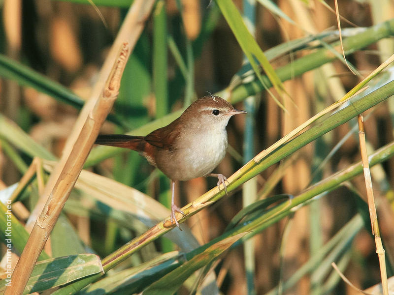 Cetti’s Warbler