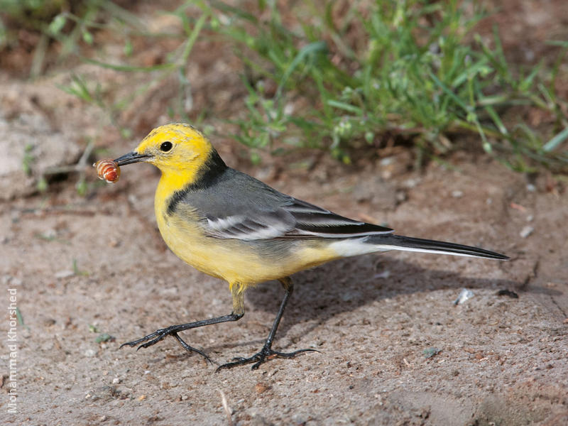 Citrine Wagtail (Male spring)