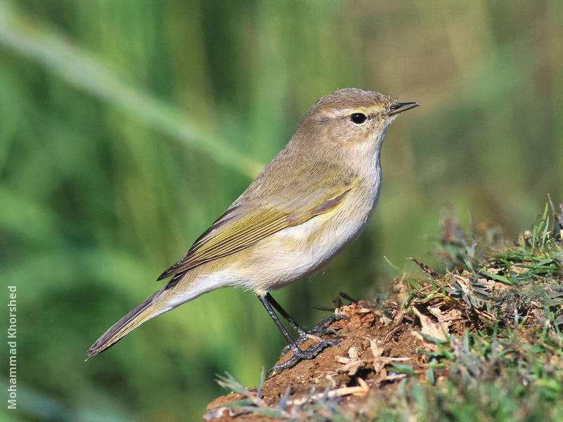 Common Chiffchaff 