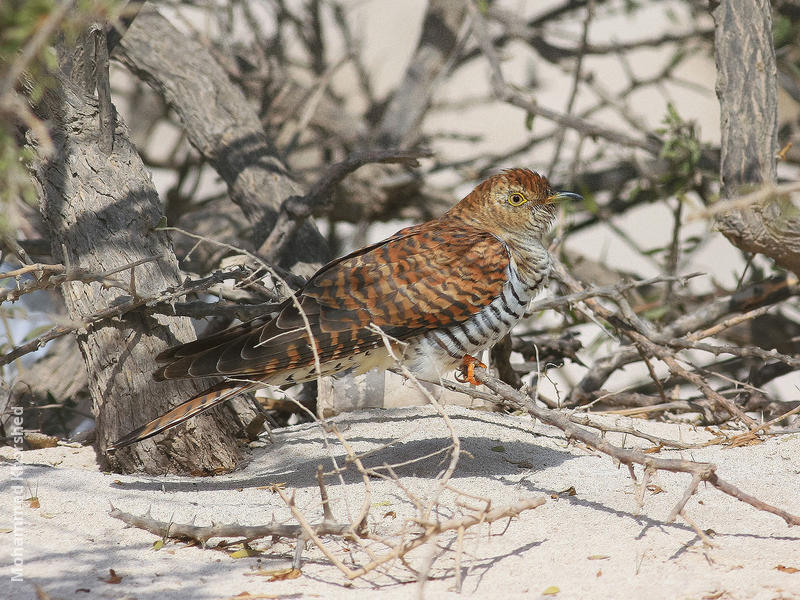 Common Cuckoo (Female rufous morph)