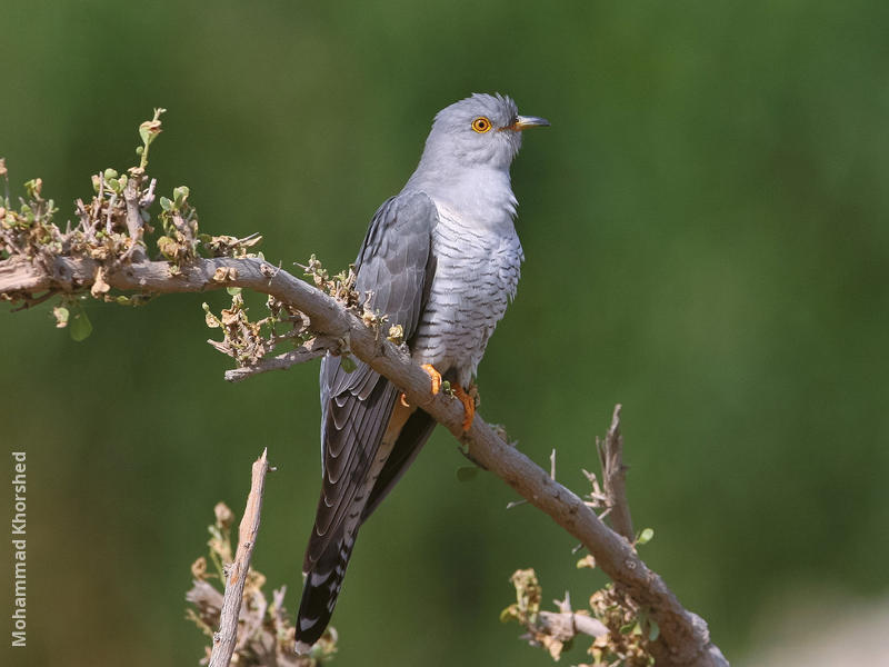Common Cuckoo (Male)