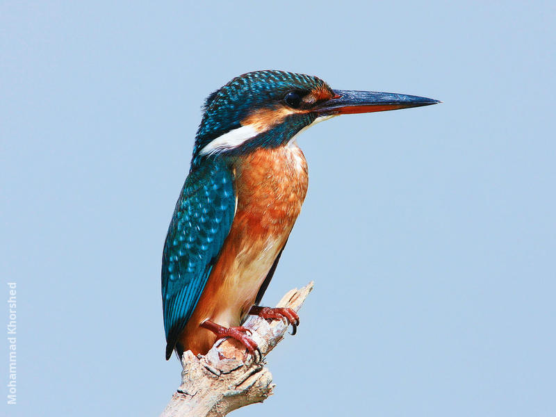 Common Kingfisher (Female)