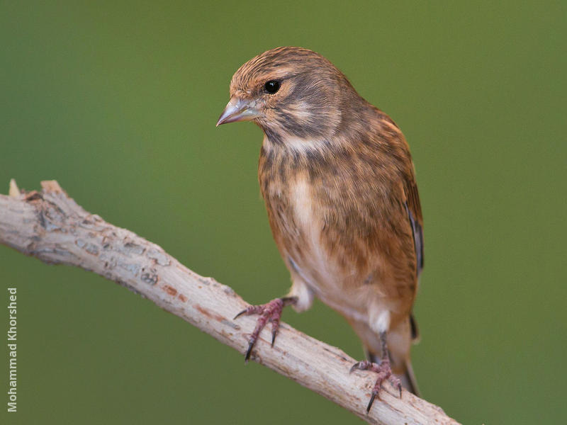 Common Linnet (Non-breeding plumage)