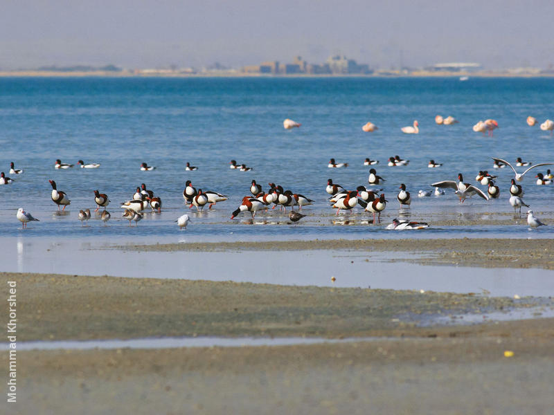 Common Shelducks