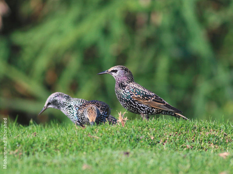 Common Starling (Winter)