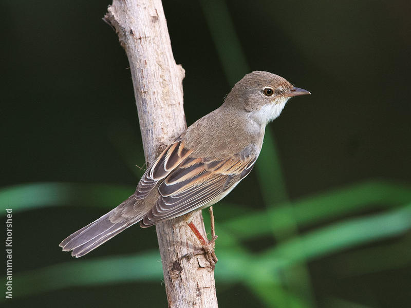 Common Whitethroat (Female or immature male)