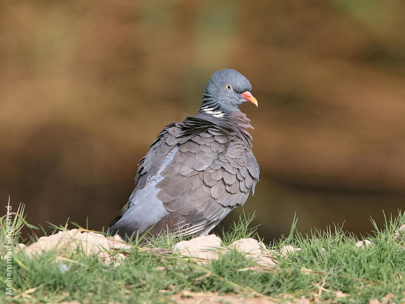 Common Wood Pigeon