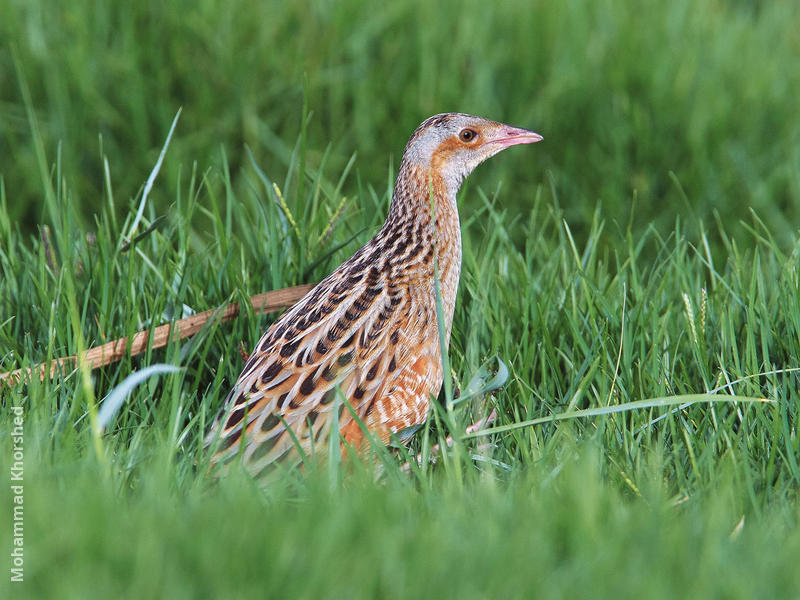 Corncrake 