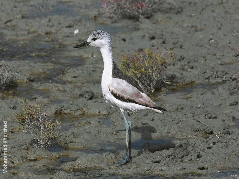 Crab-plover (Juvenile)