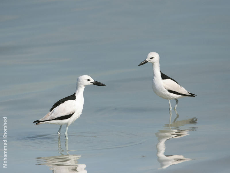 Crab-plover