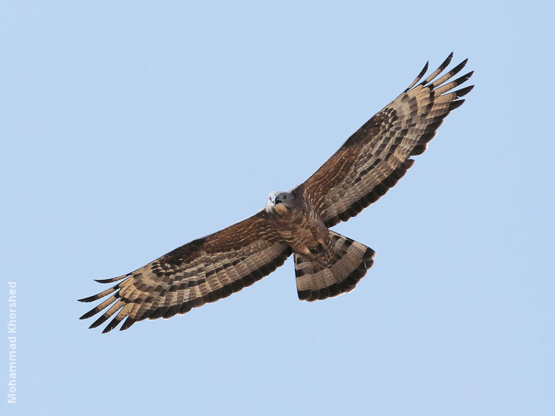 Crested Honey Buzzard (Aberrant plumage, possibly a hybrid)