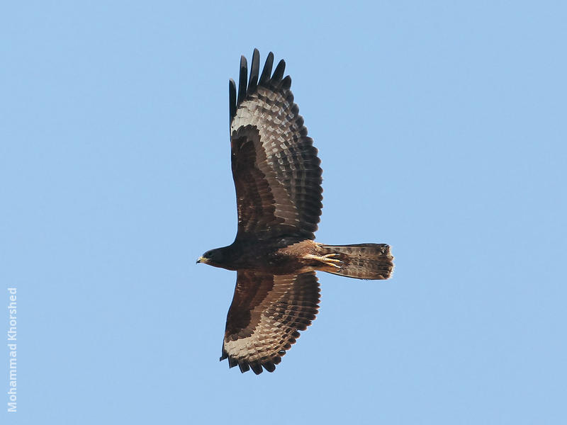 Crested Honey Buzzard (Dark morph)