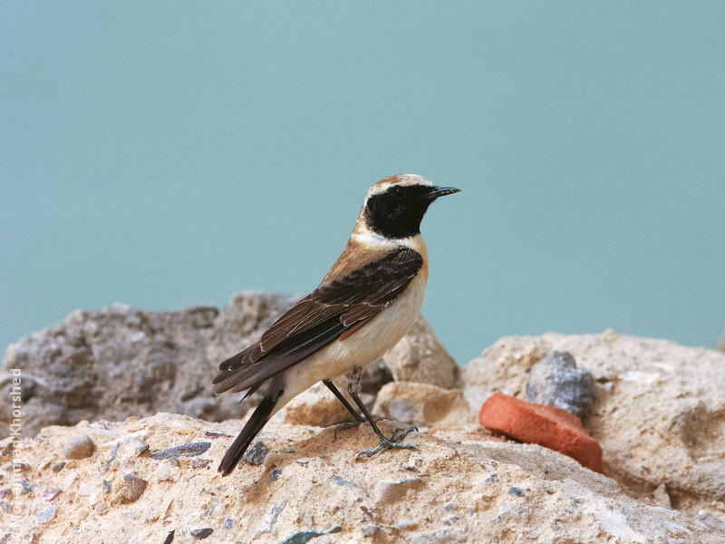 Eastern Black-eared Wheatear (Male)