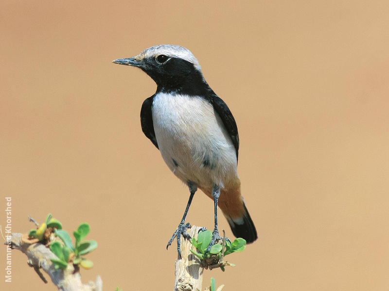 Eastern Mourning Wheatear (Male)