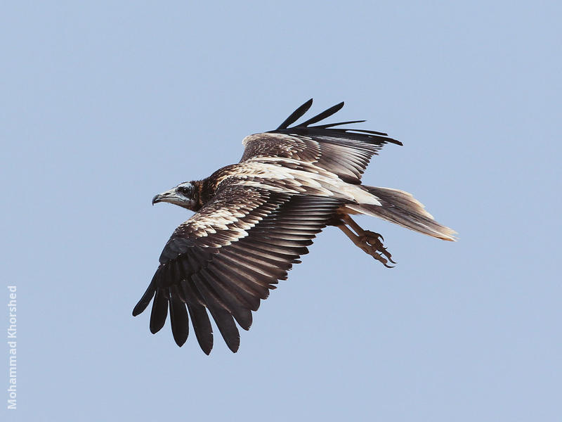 Egyptian Vulture (Immature)