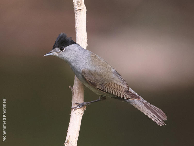 Eurasian Blackcap (Male)