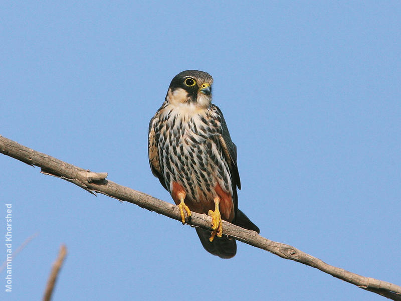 Eurasian Hobby 